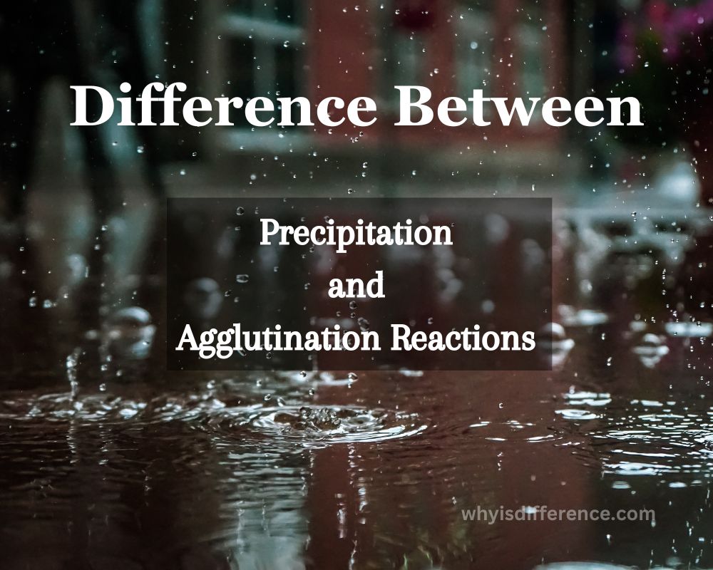 Difference Between Precipitation and Agglutination Reactions
