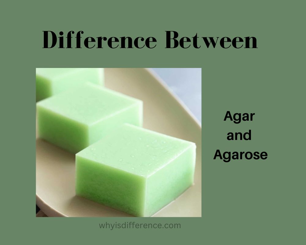 Difference Between Agar and Agarose