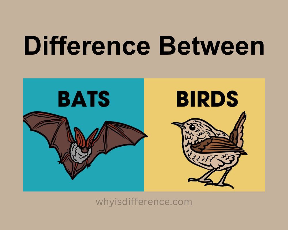 Difference Between Bats and Birds
