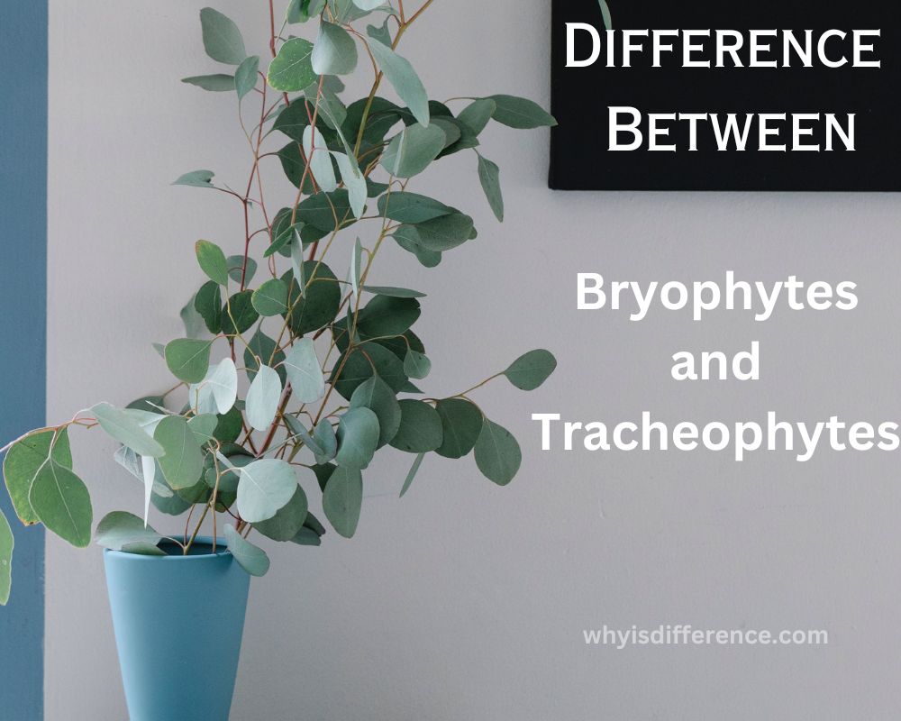 Difference Between Bryophytes and Tracheophytes