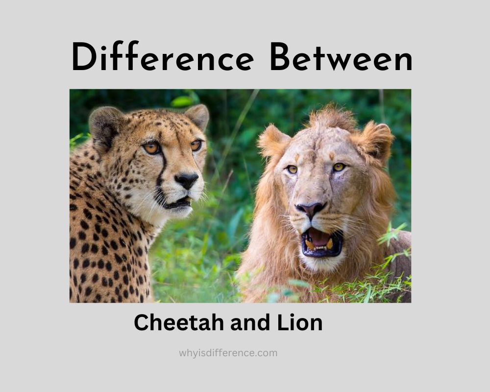 Difference Between Cheetah and Lion
