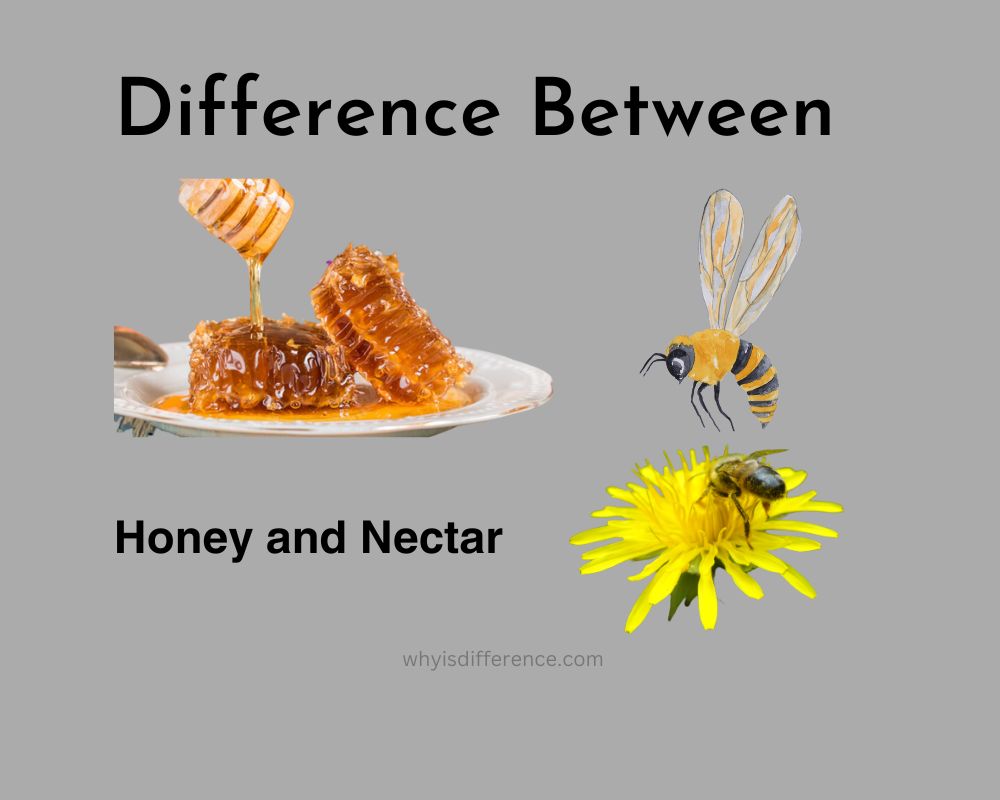 Difference Between Honey and Nectar
