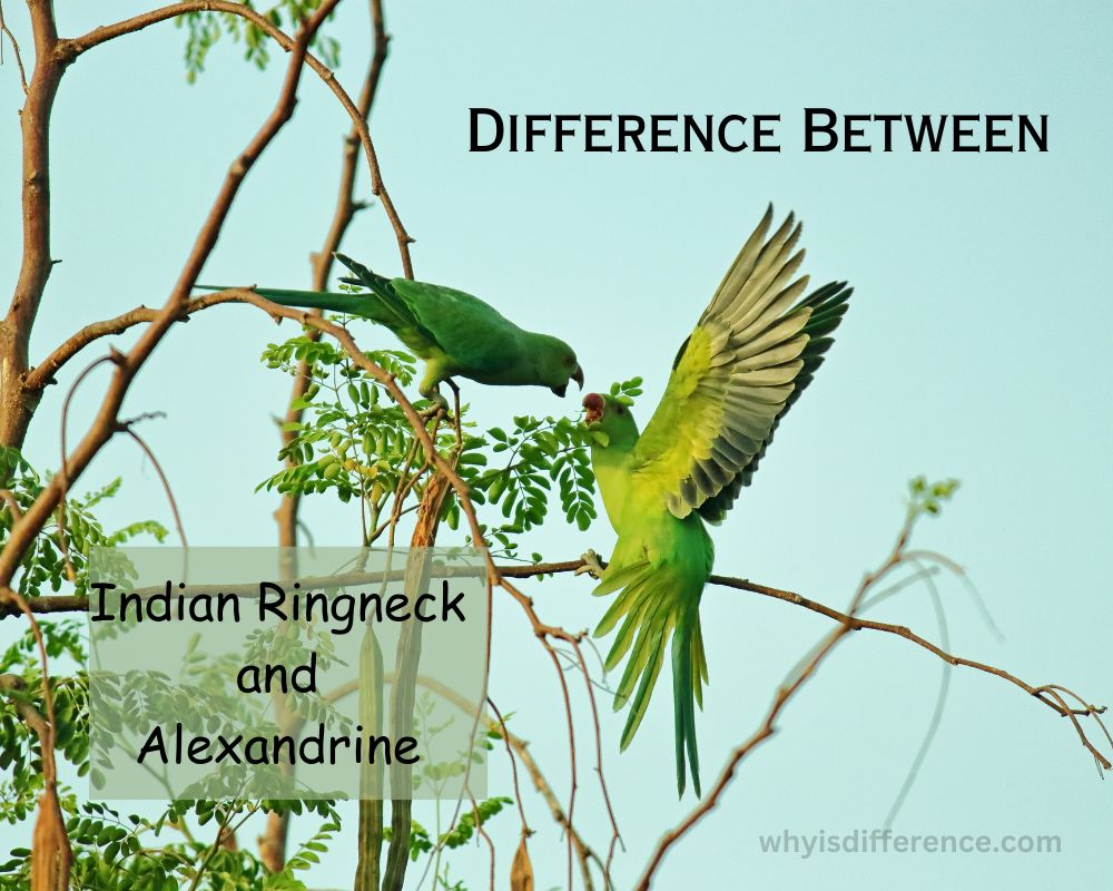 Difference Between Indian Ringneck and Alexandrine