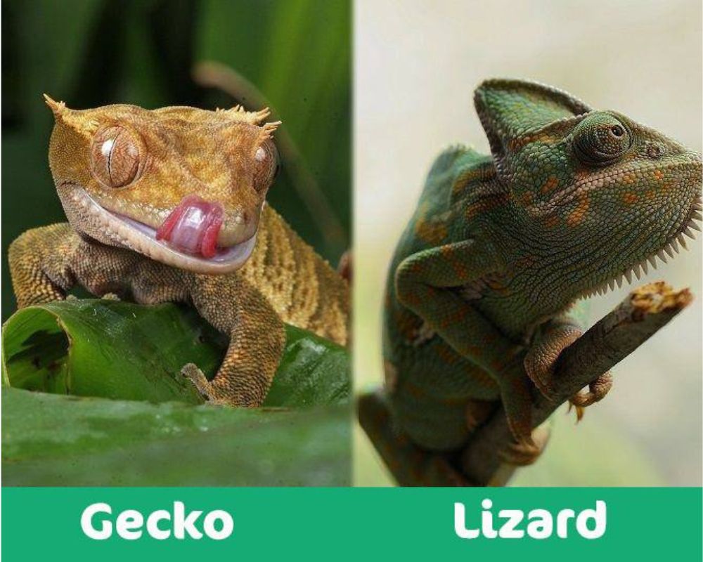 Difference Between Lizard and Gecko