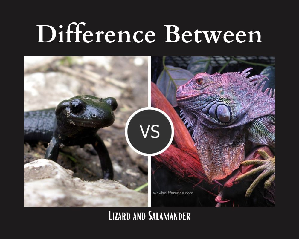 Difference Between Lizard and Salamander