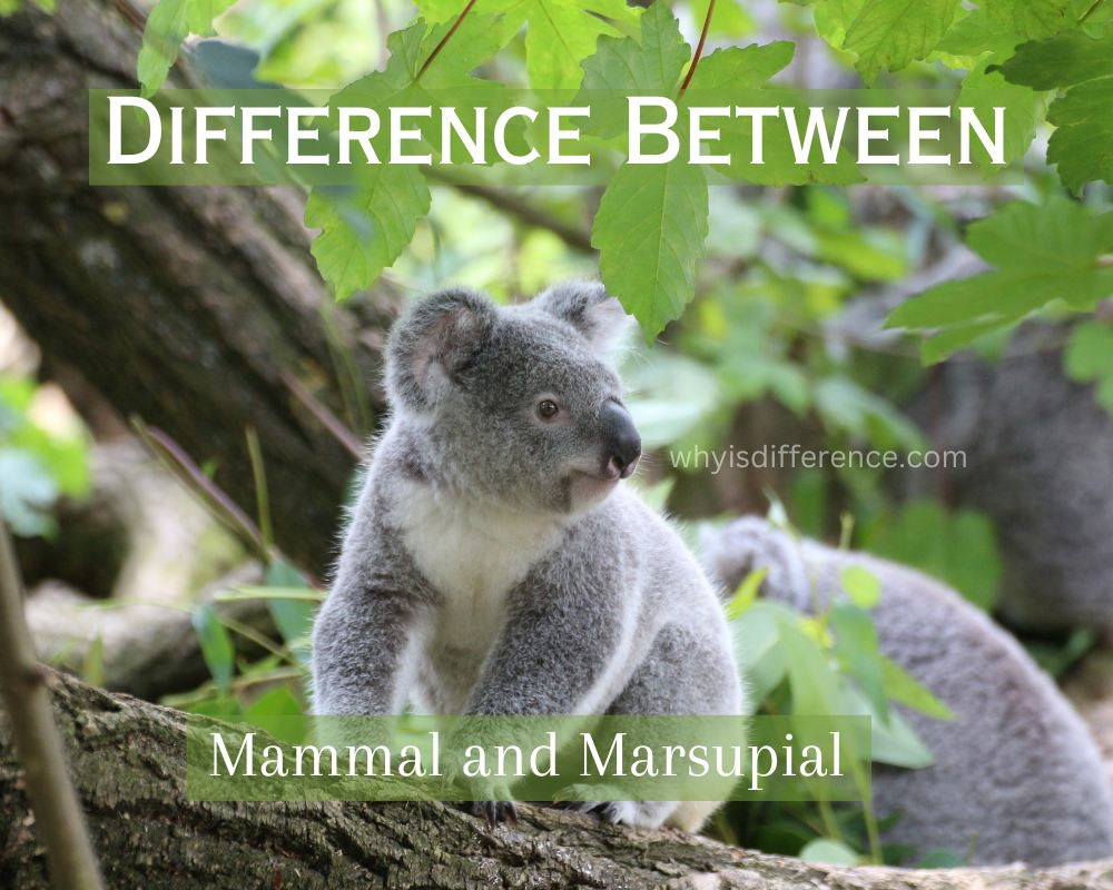 Difference Between Mammal and Marsupial