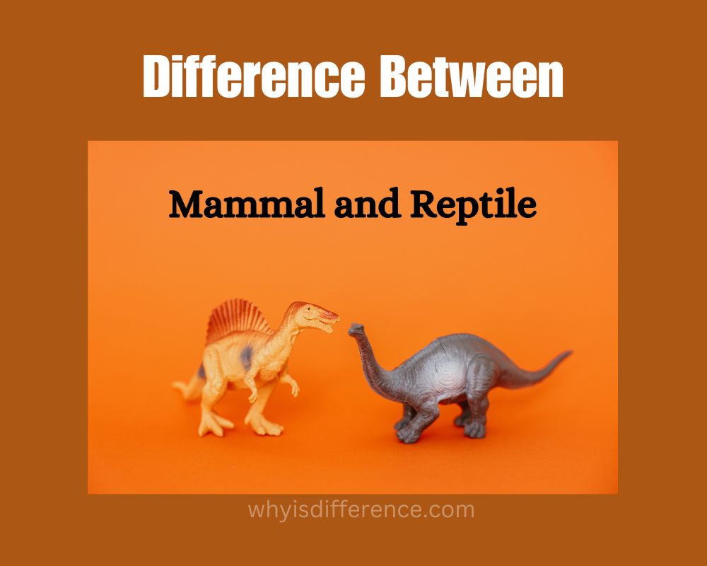 Difference Between Mammal and Reptile