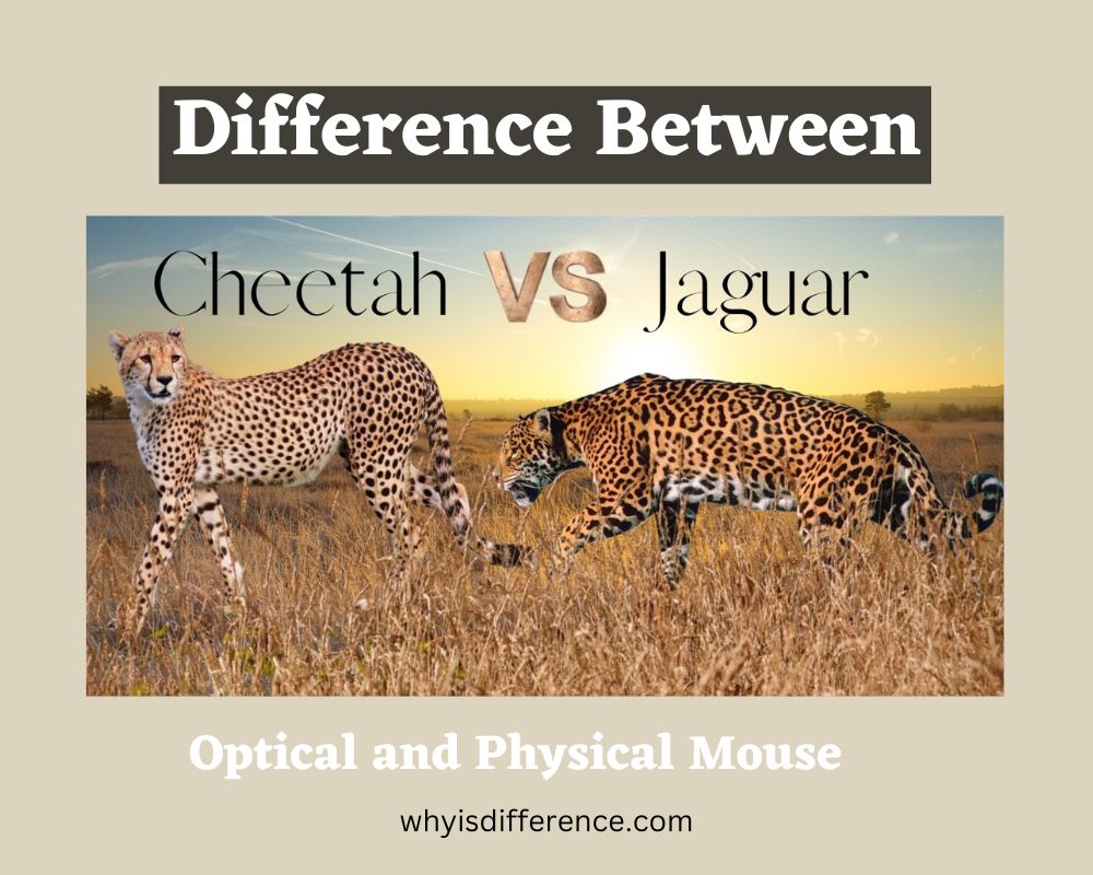 Difference Between Jaguar and Cheetah