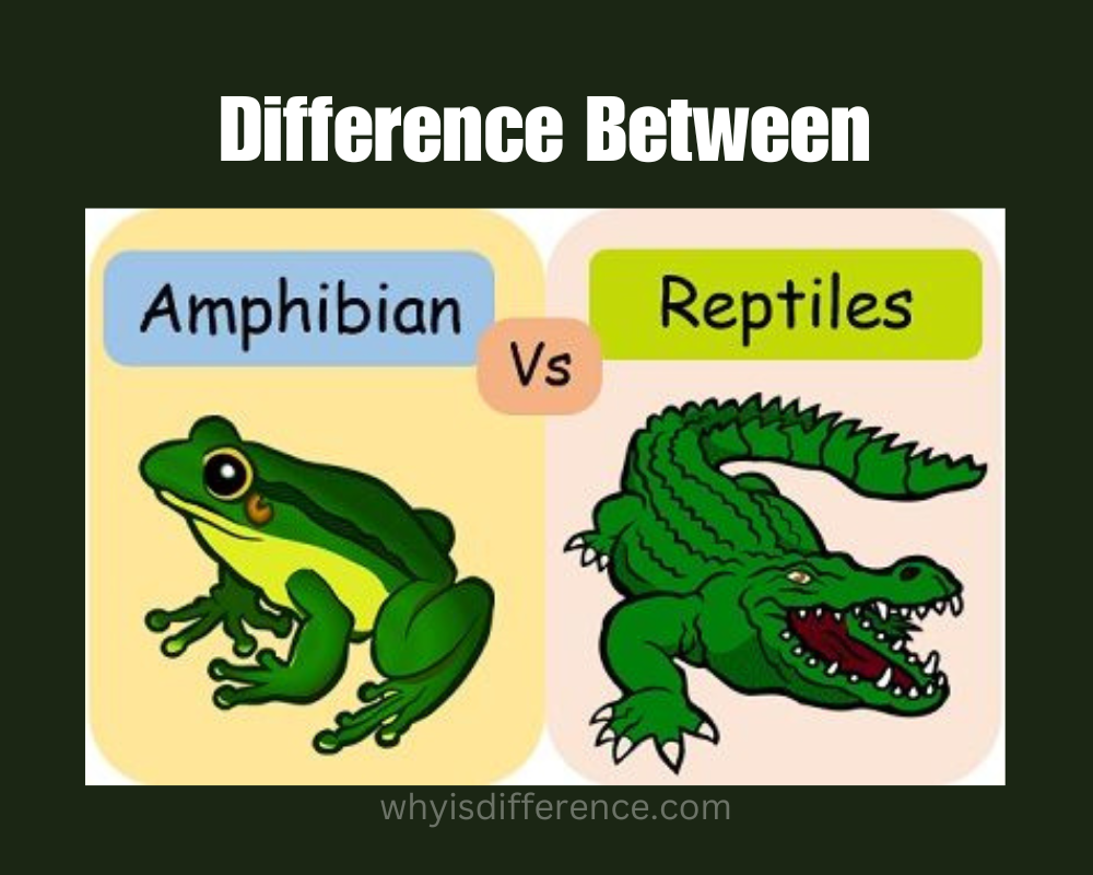 Difference Between Reptile and Amphibian