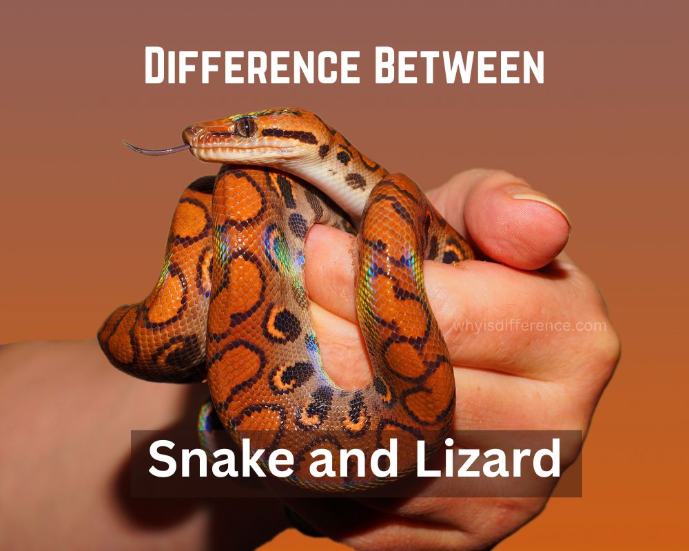 Difference Between Snake and Lizard