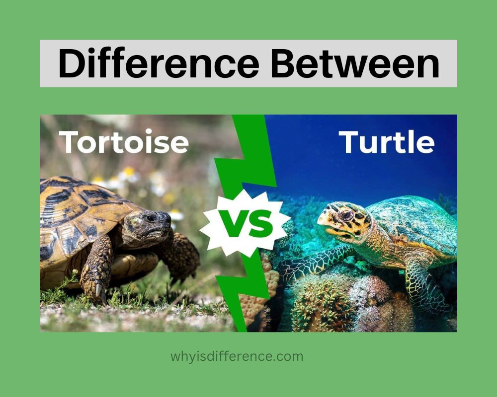Difference Between Tortoise and Turtle