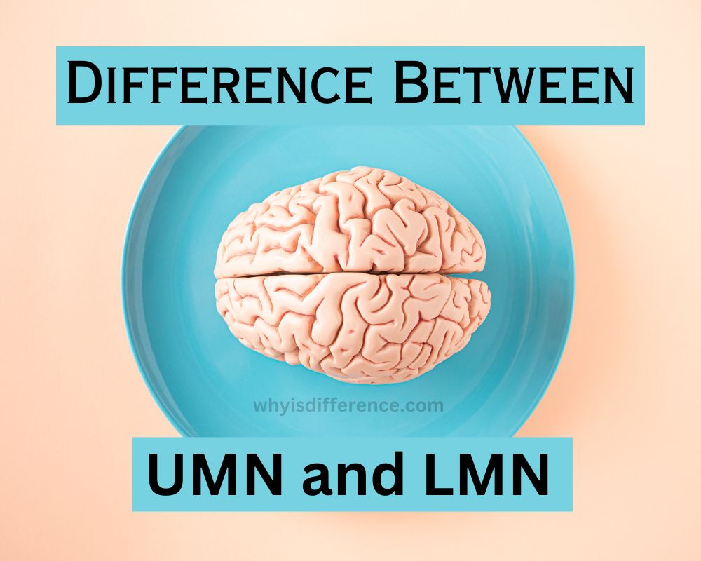 Difference Between UMN and LMN