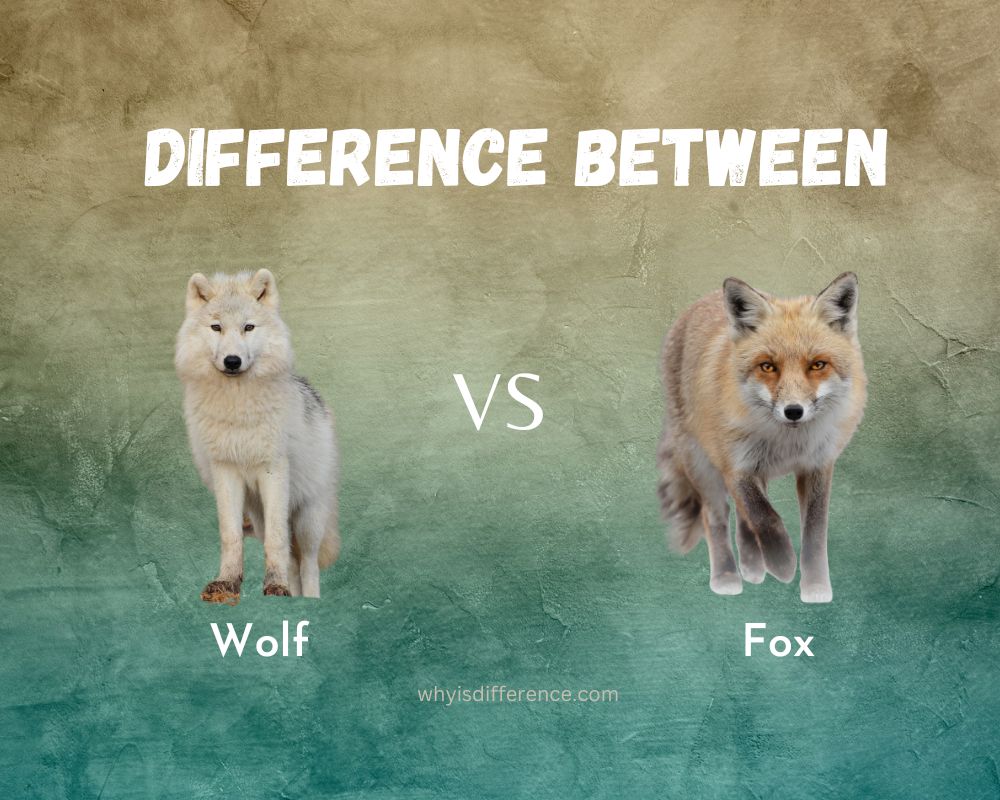 Difference Between Wolf and Fox