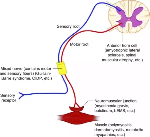 Lower Motor Neurons