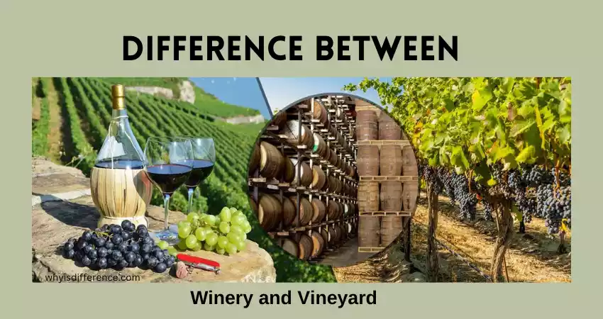 Difference Between Winery and Vineyard