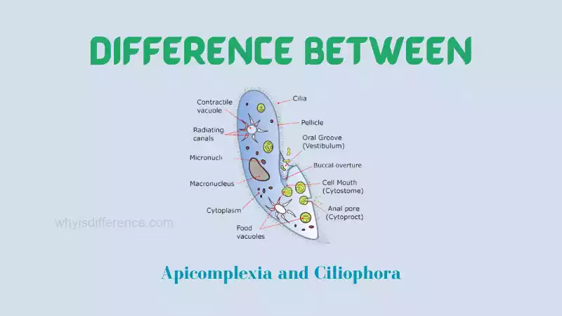 Difference Between Apicomplexia and Ciliophora