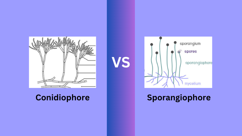 Difference Between Conidiophore and Sporangiophore