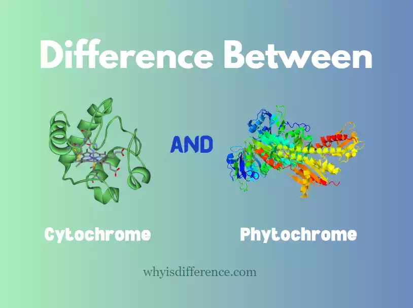 Difference Between Cytochrome and Phytochrome