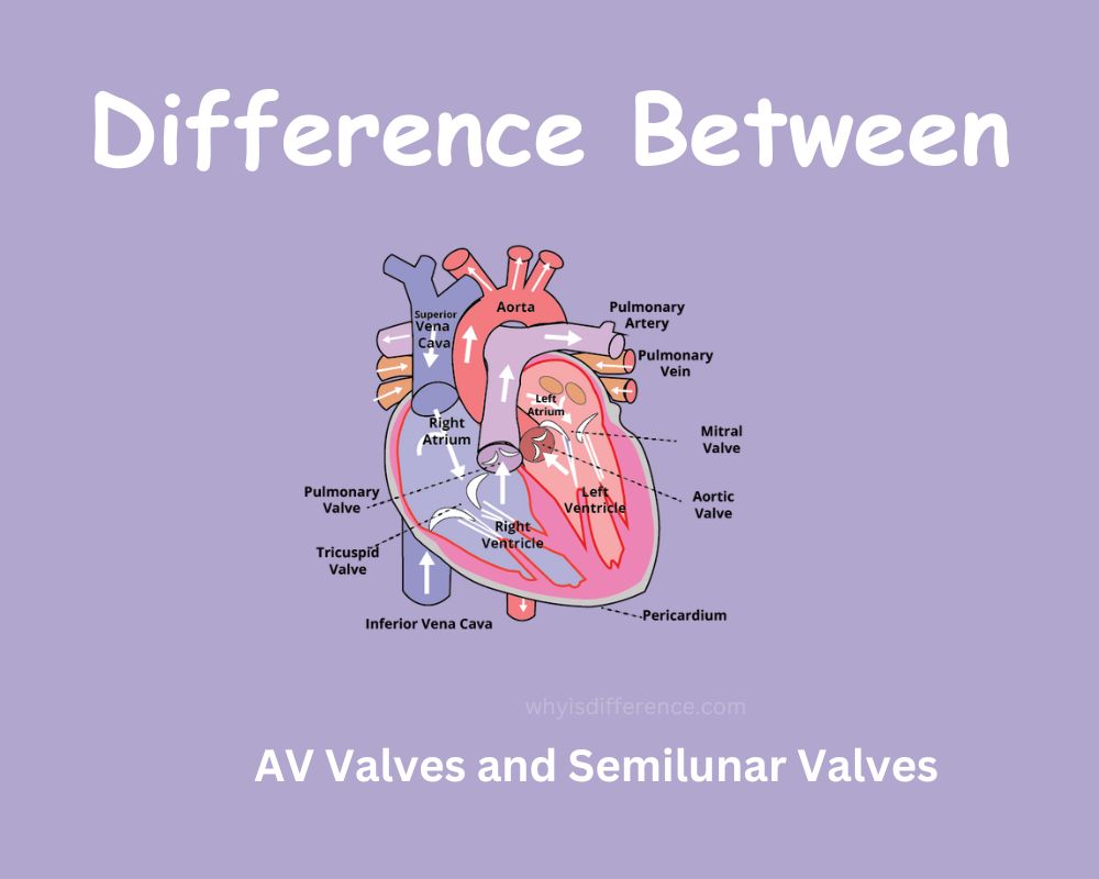 Difference Between AV Valves and Semilunar Valves