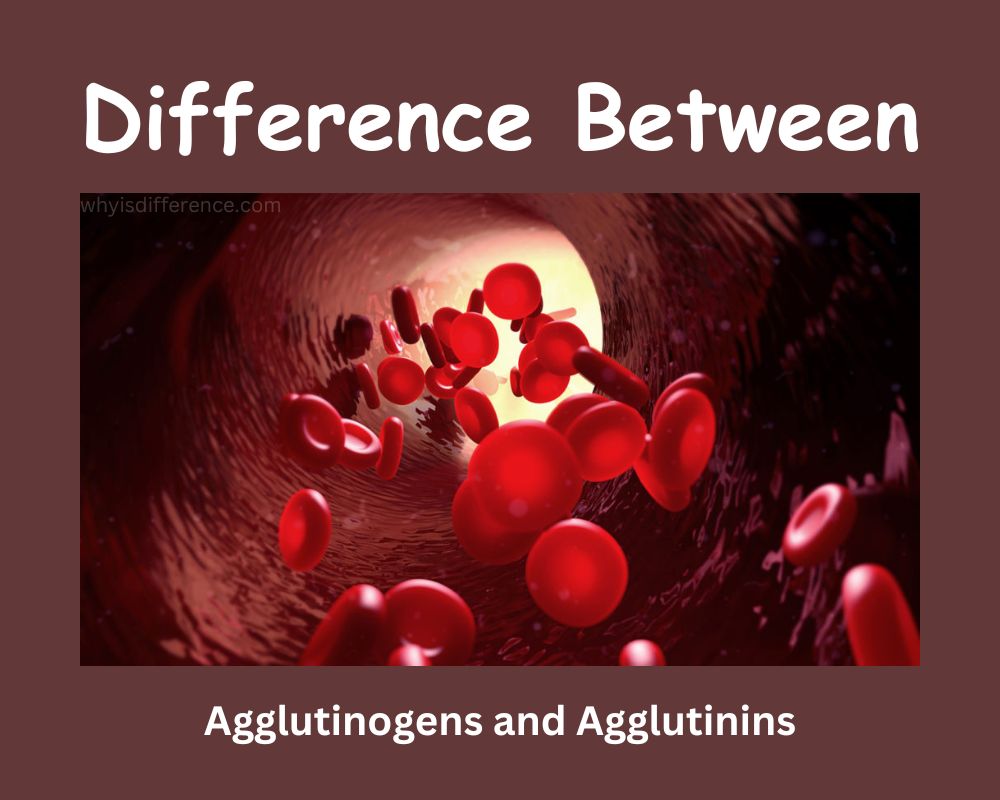 Difference Between Agglutinogens and Agglutinins