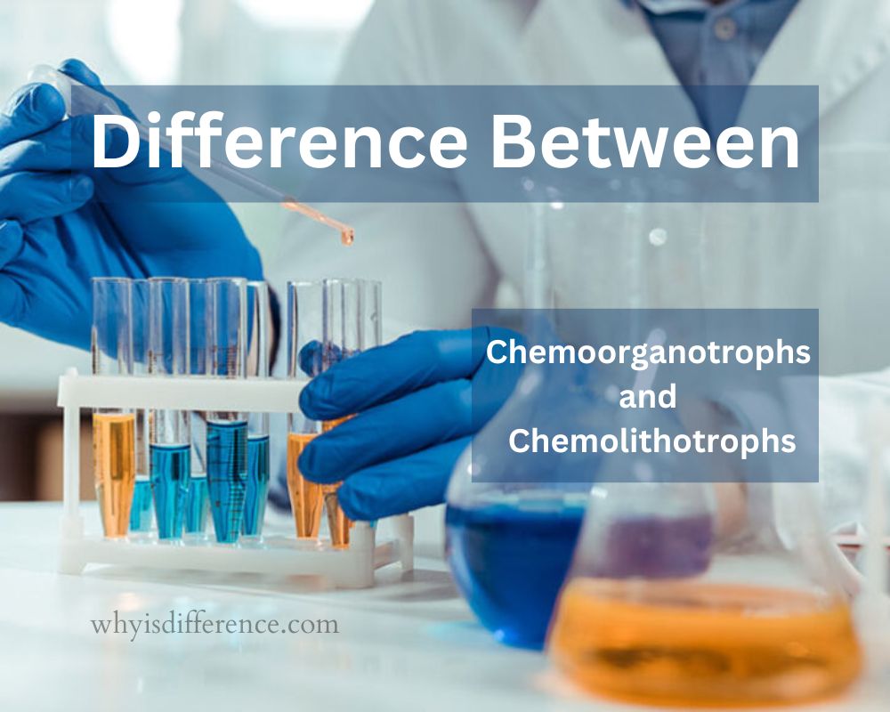 Difference Between Chemoorganotrophs and Chemolithotrophs