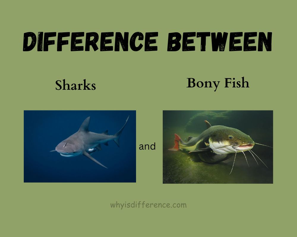Difference Between Sharks and Bony Fish