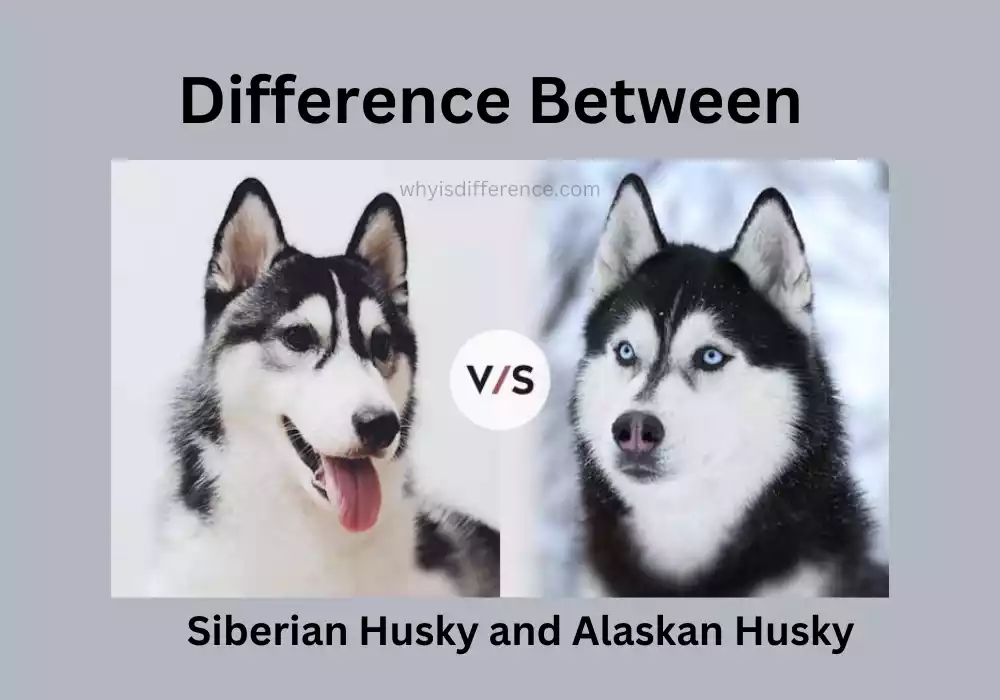 Difference Between Siberian Husky and Alaskan Husky