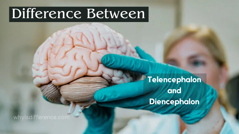 Difference Between Telencephalon and Diencephalon
