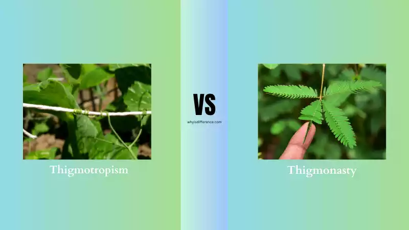 Difference Between Thigmotropism and Thigmonasty