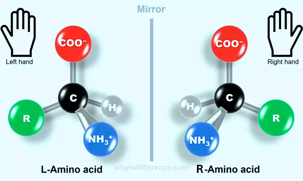 Left and Right Handed Amino Acids