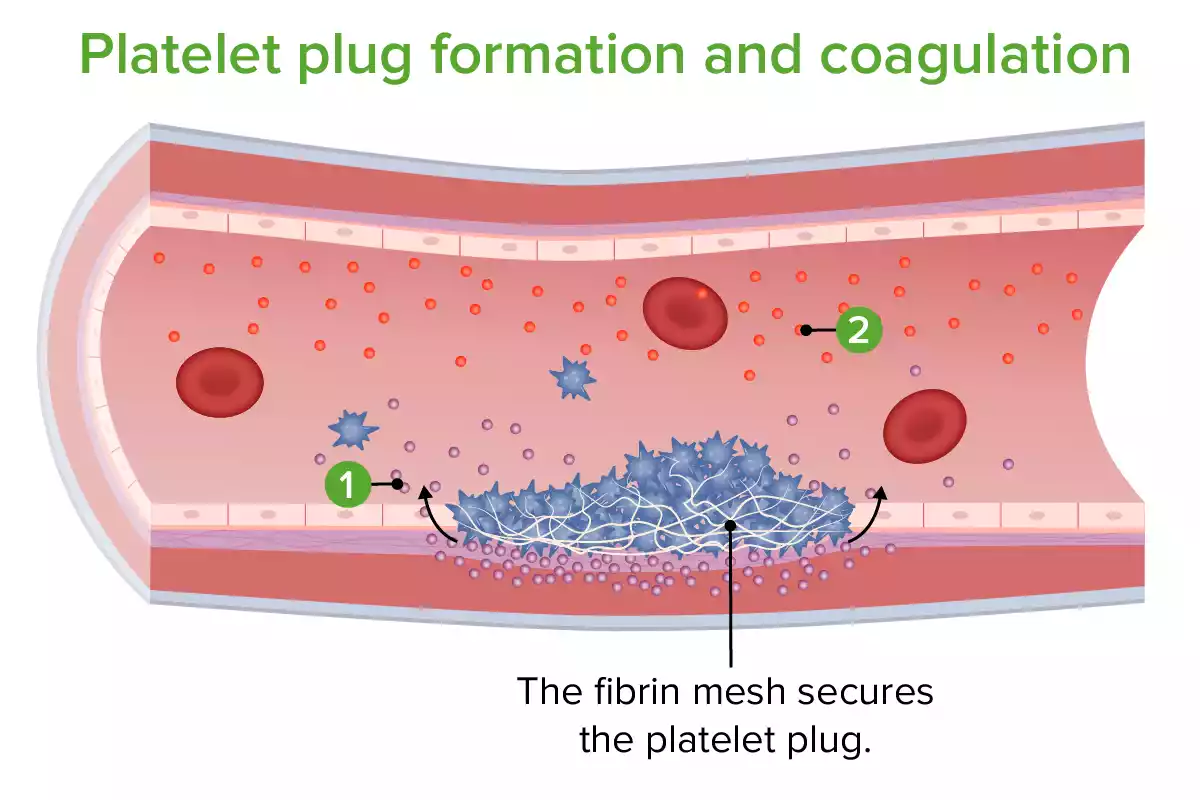 Platelet Plug