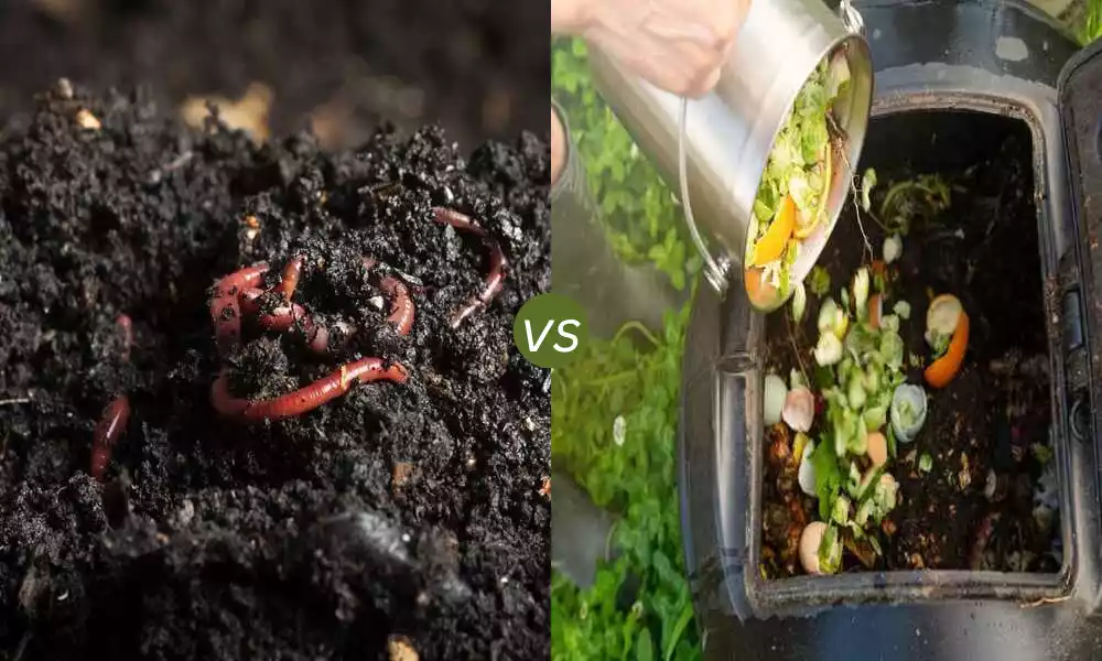 Vermicompost and Compost