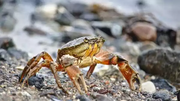 Habitat of  Crab