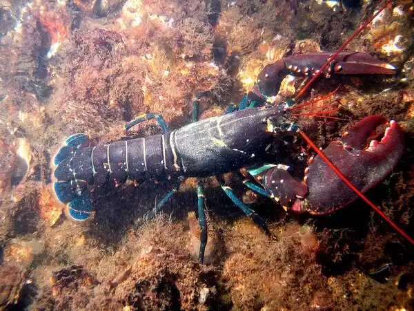 Habitat of Lobster
