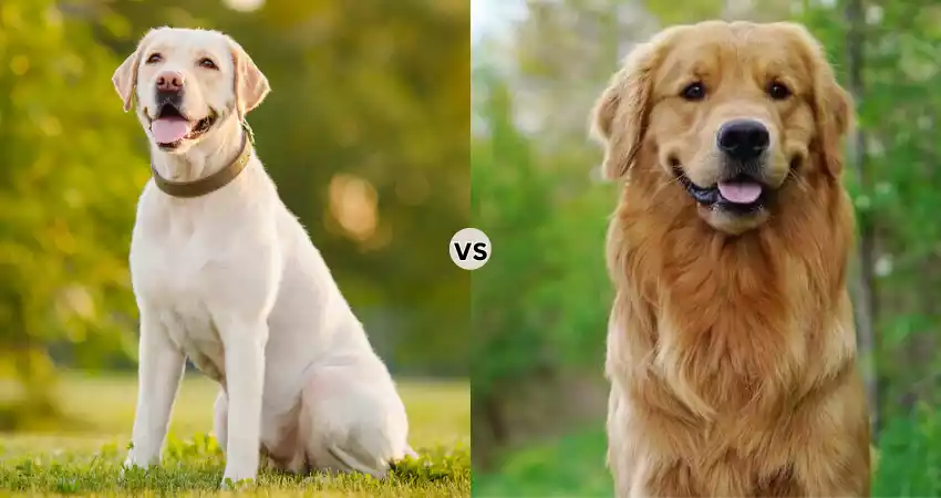 Why is Difference Between Golden Retriever and Labrador Retriever