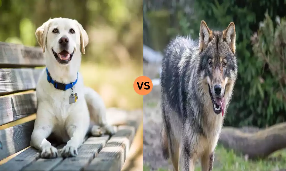 Dog vs Wolf