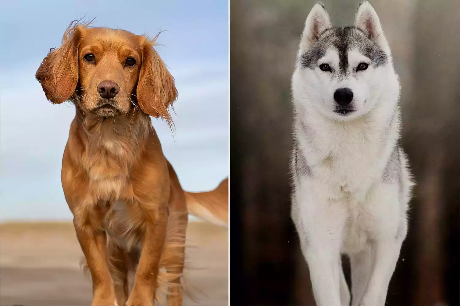 Similarities Between Dog vs Wolf
