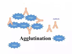 Agglutination 