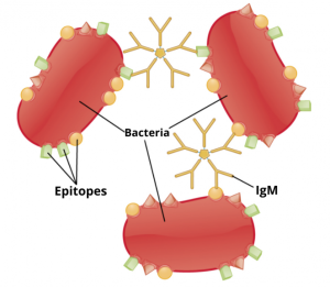 Agglutinogens