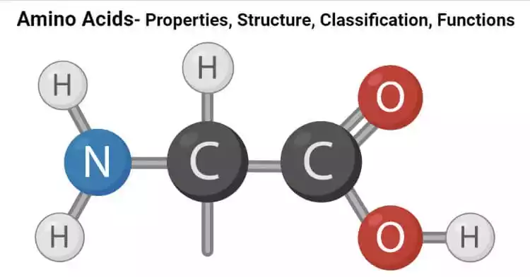 Amino Acid Structure