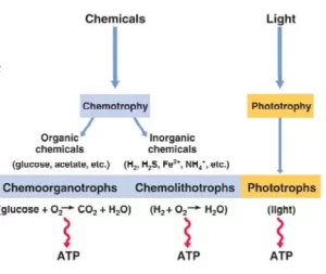 Chemoorganotrophs