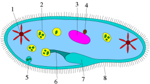 Ciliophora