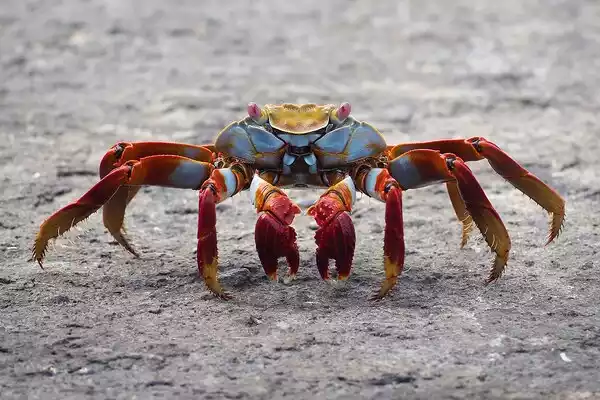 Crab