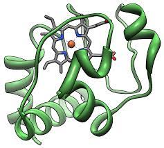 Cytochrome