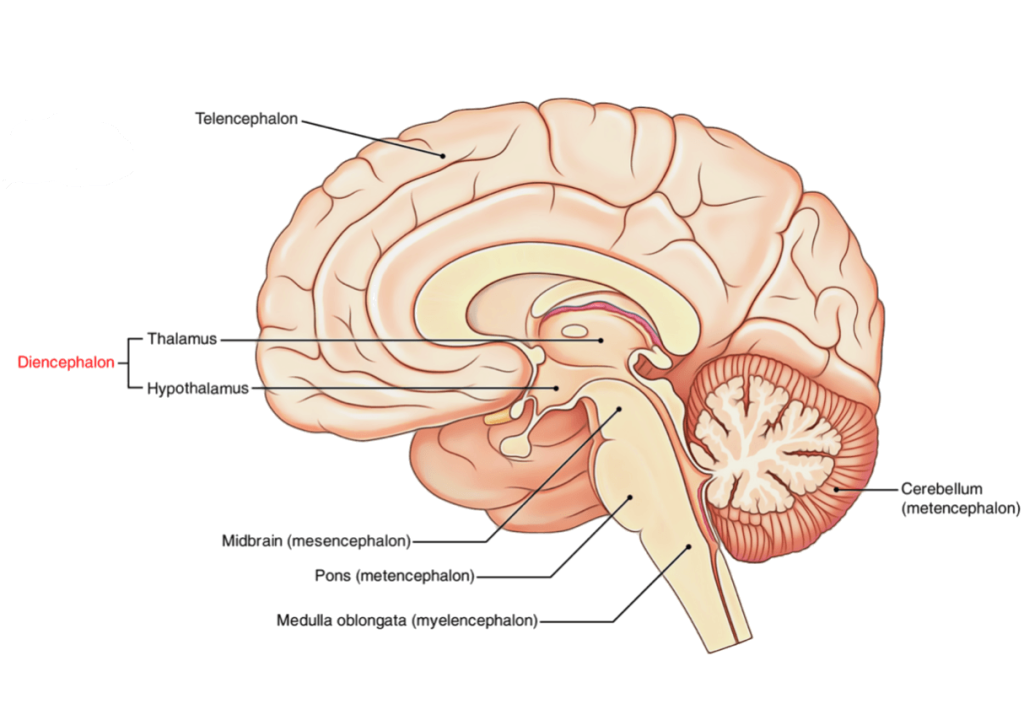 Diencephalon