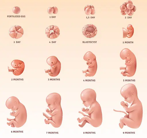 Embryology