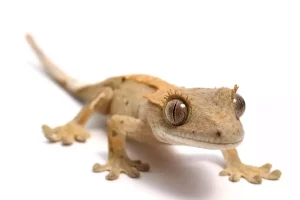 Geckos