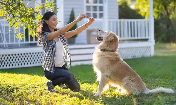 Golden Retriever of Training