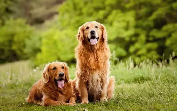 Golden Retriever