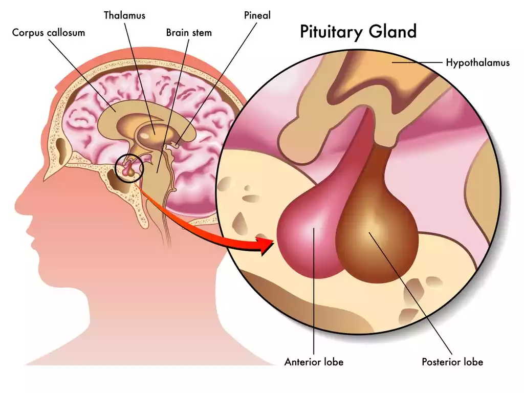 Hypothalamus